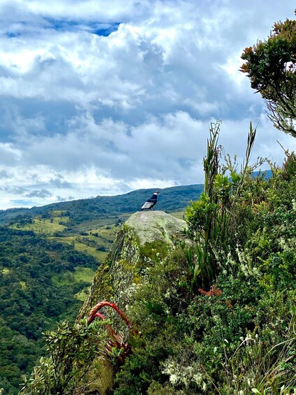 A bird perched on a rock with a mountainous landscape in the background. 2