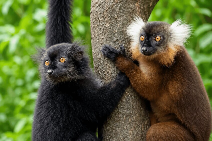 Picture 1 for Activity Nosy Be Day Trip: Nosy Komba Lemurs & Tanikely Snorkeling 3