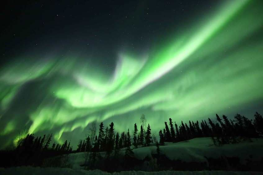 The Northern Lights over a snowy forest. 2
