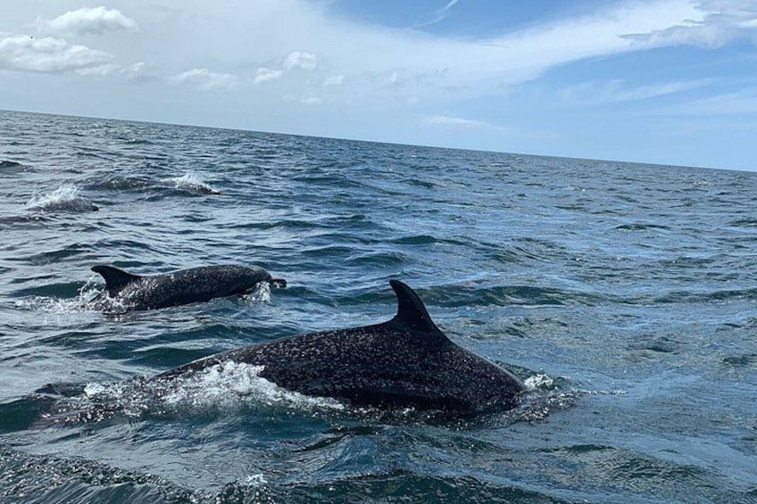 Two dolphins swimming in the ocean. 1