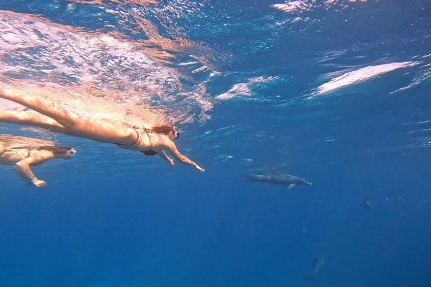 Dolphin House Snorkeling Trip from Hurghada with Lunch 1