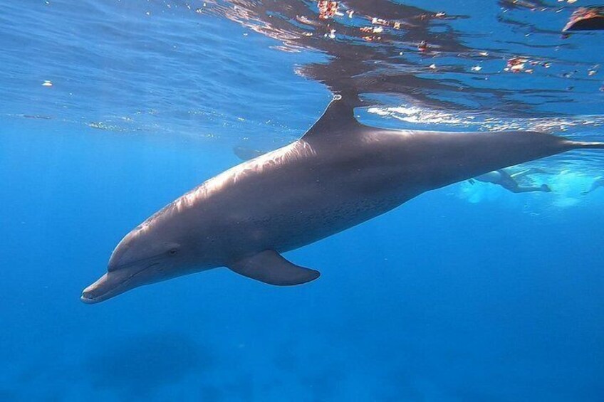 Ein Delfin schwimmt unter Wasser. 1