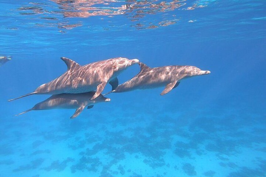 Dolphin House Snorkeling Trip from Hurghada with Lunch 5