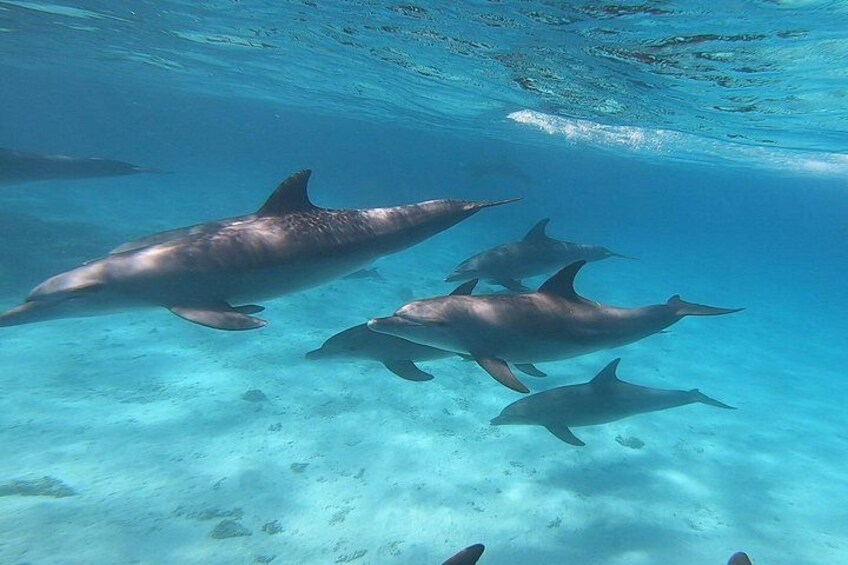 Dolphins swimming underwater. 2