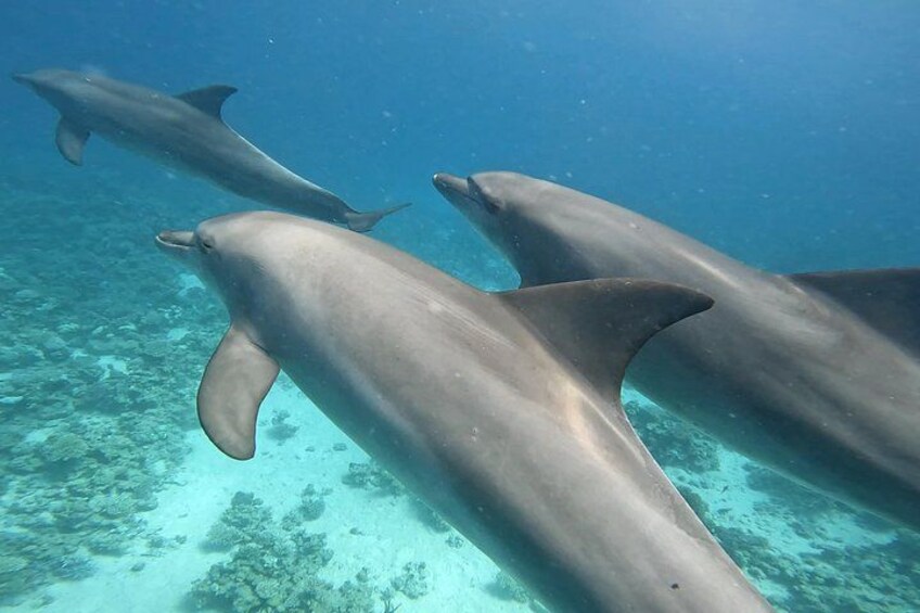 Dolphin House Snorkeling Trip from Hurghada with Lunch 3