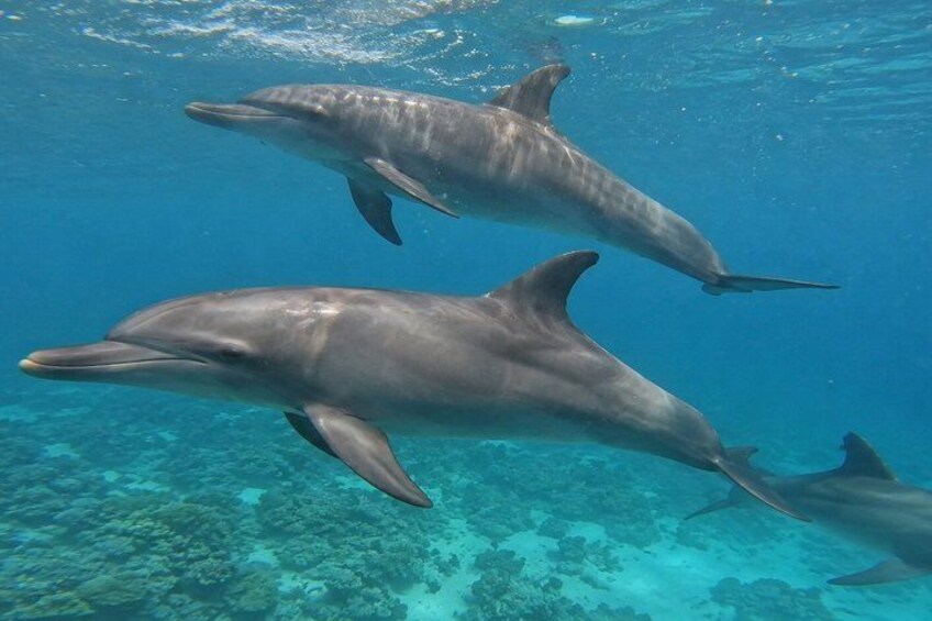 Dolphin House Snorkeling Trip from Hurghada with Lunch 2
