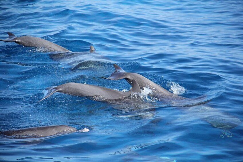 Dolphin House Snorkeling Trip from Hurghada with Lunch 4