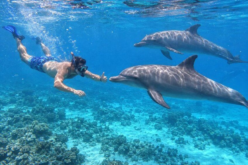 Dolphin House Snorkeling Trip from Hurghada with Lunch 3