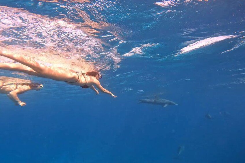 Dolphin House Snorkeling Trip from Hurghada with Lunch 4
