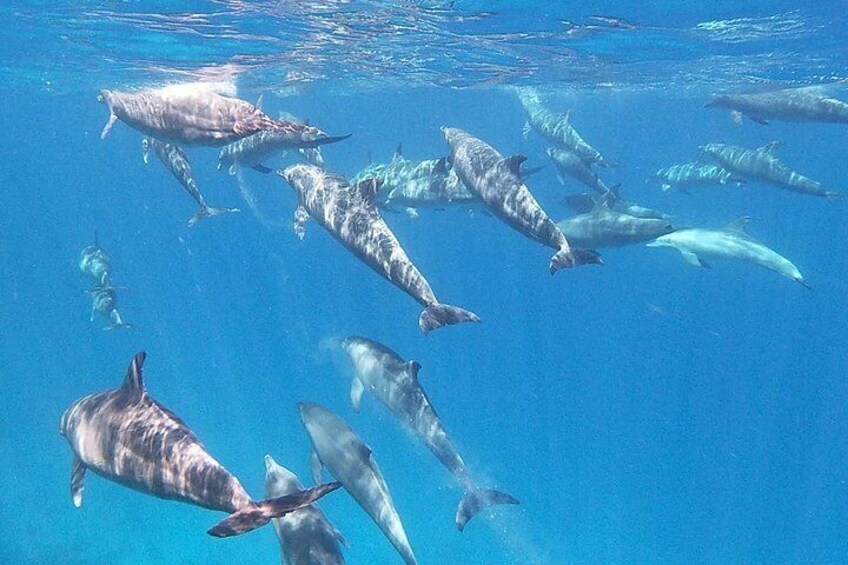 Dolphin House Snorkeling Trip from Hurghada with Lunch 2