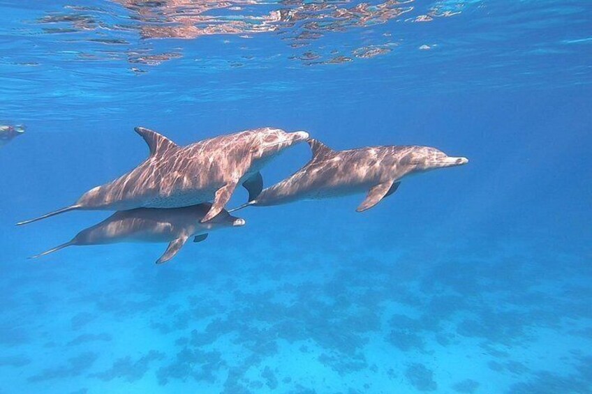 Dolphin House Snorkeling Trip from Hurghada with Lunch 3