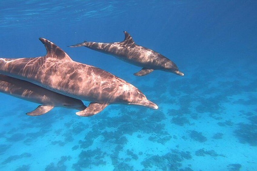 Dolphin House Snorkeling Trip from Hurghada with Lunch 4