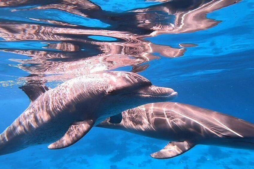 Dolphin House Snorkeling Trip from Hurghada with Lunch 5