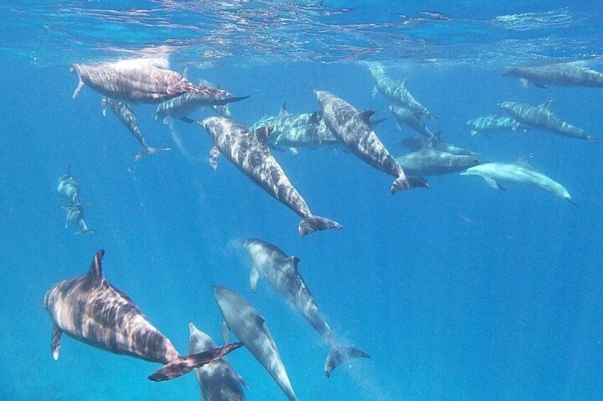 Een groep dolfijnen zwemt in helderblauw water. 2