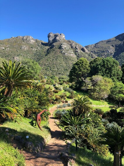 Picture 26 for Activity Cape Town: Skeleton Gorge Hike to Table Mountain Summit 4