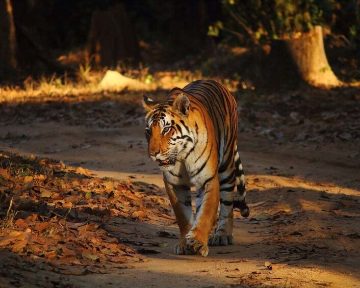 Bandhavgarh National Park Tiger Safari (Jeep or Canter) 1