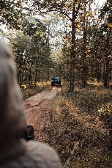 Picture 6 for Activity Bandhavgarh National Park Tiger Safari (Jeep or Canter) 4