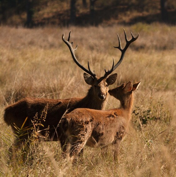Picture 4 for Activity Bandhavgarh National Park Tiger Safari (Jeep or Canter) 5