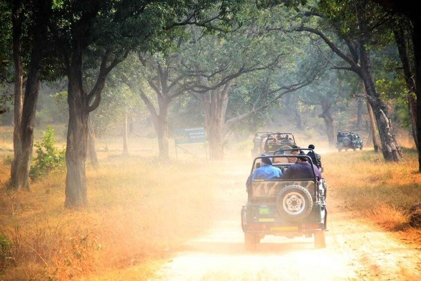 Picture 2 for Activity Bandhavgarh National Park Tiger Safari (Jeep or Canter) 5