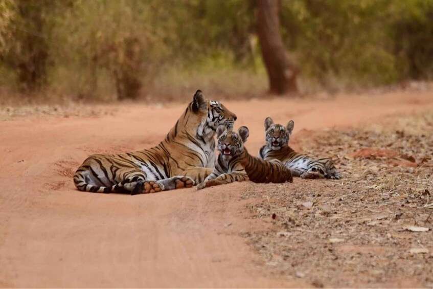 Bandhavgarh National Park Tiger Safari (Jeep or Canter) 1