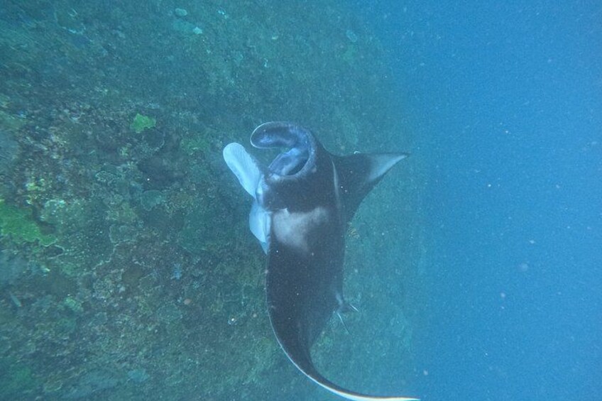 A manta ray swimming underwater. 3