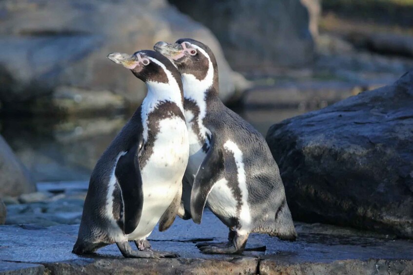 Zwei Pinguine an einer felsigen Küste. 3