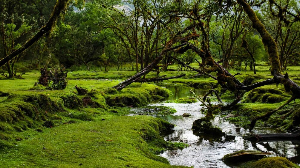 A lush green forest with a small stream and moss-covered trees. 2