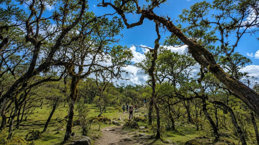 A forested area with a clear sky, a dirt path, and hikers. 4