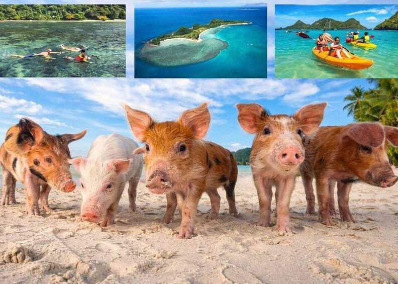 A beach with pigs, clear water, and a small island. 2