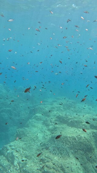 Picture 9 for Activity Kayak and Snorkel in Playa de Aro, Costa Brava 2