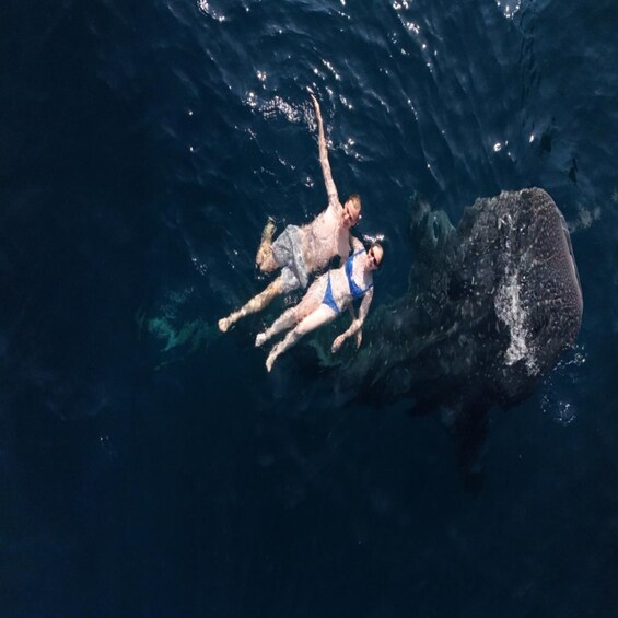Picture 11 for Activity Lombok: Share a 2-Day, 1-Night Whale Shark Tour to Sumbawa 5