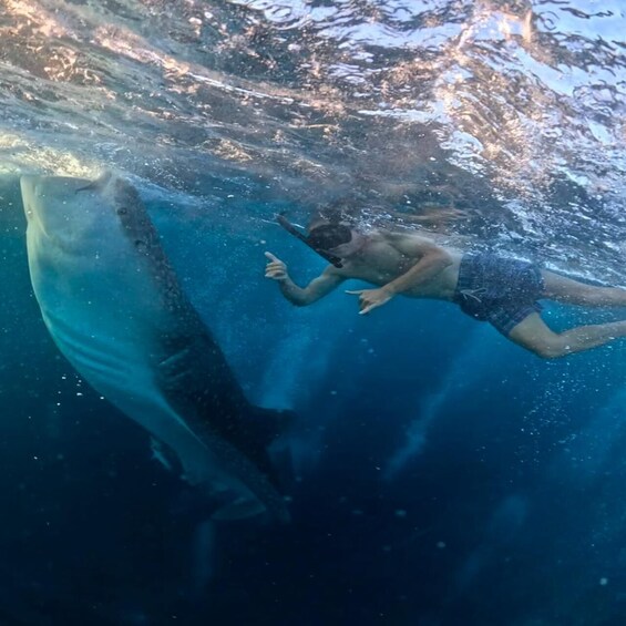 Picture 8 for Activity Lombok: Share a 2-Day, 1-Night Whale Shark Tour to Sumbawa 3