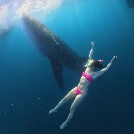 Picture 14 for Activity Amazing Sumbawa: 2-Day, 1-Night Shared Whale Shark Adventure 2