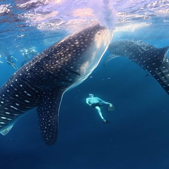 Picture 13 for Activity Amazing Sumbawa: 2-Day, 1-Night Shared Whale Shark Adventure 4
