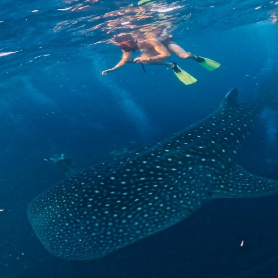 Picture 10 for Activity Lombok: Share a 2-Day, 1-Night Whale Shark Tour to Sumbawa 4