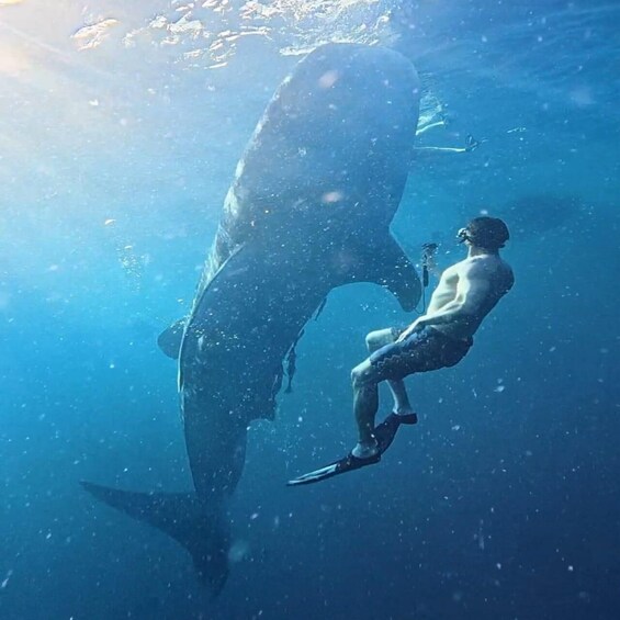 Picture 15 for Activity Amazing Sumbawa: 2-Day, 1-Night Shared Whale Shark Adventure 5