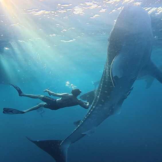 Picture 1 for Activity Amazing Sumbawa: 2-Day, 1-Night Shared Whale Shark Adventure 3