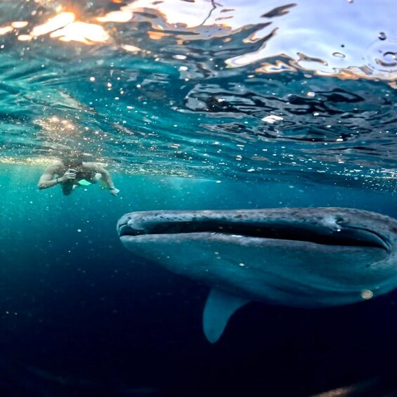 Picture 9 for Activity Lombok: Share a 2-Day, 1-Night Whale Shark Tour to Sumbawa 2