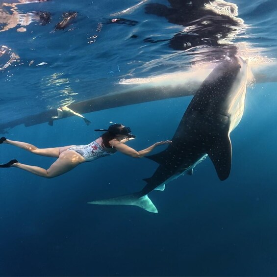 A person swimming with a whale in clear blue water. 1