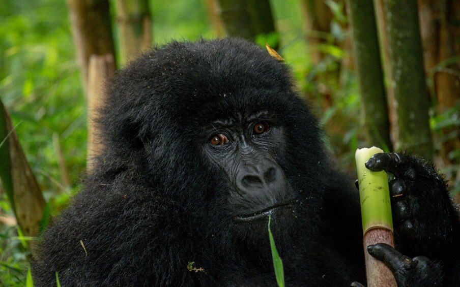 A gorilla holding a green plant. 3