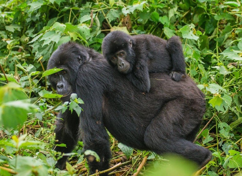 Two gorillas in a dense green forest. 2