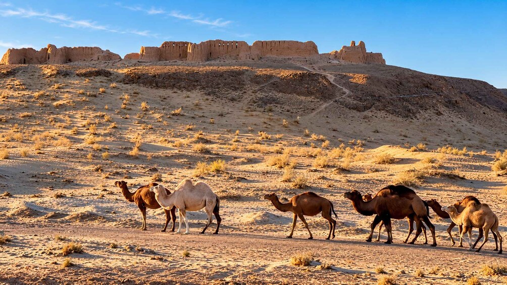 Transfer: Bukhara to Khiva via the Top 3 Ancient Fortresses 1