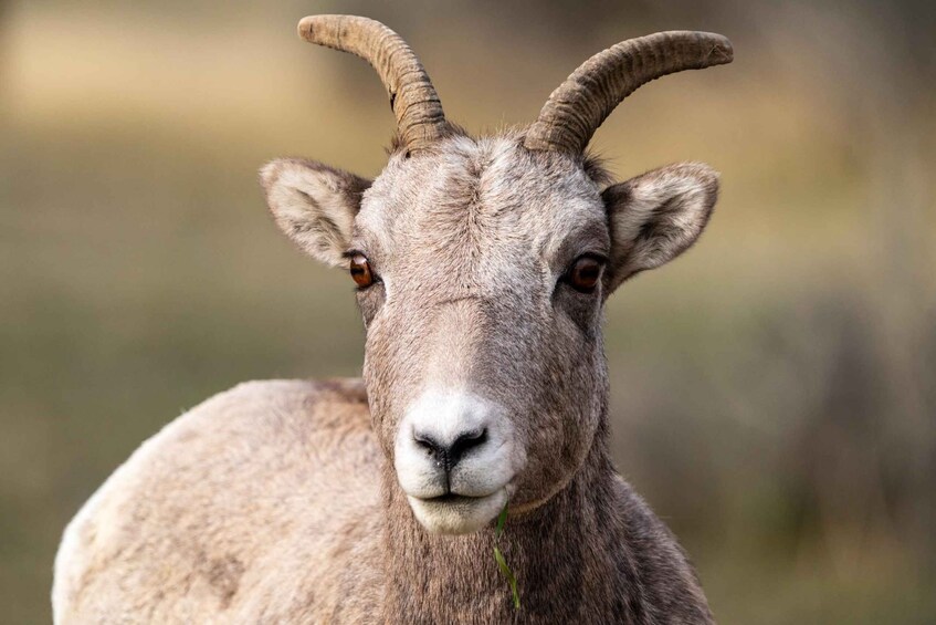 A close-up of a mountain goat with prominent horns and a focused gaze. 4