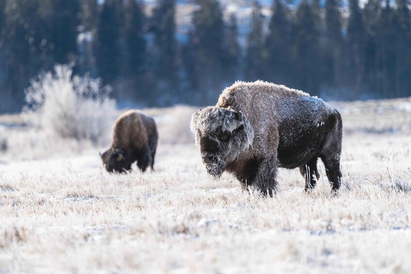 Two bison grazing in a frosty field with a forest in the background. 5