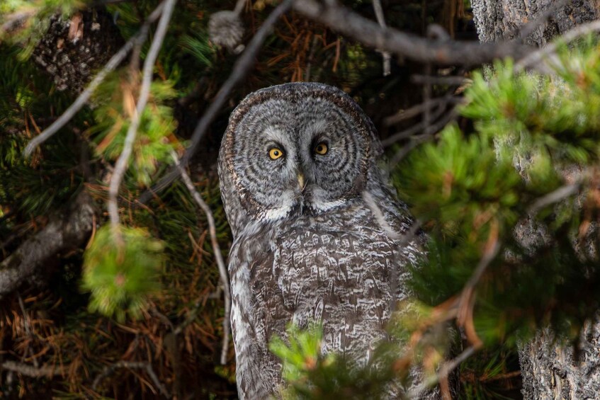 An owl perched among pine branches. 1