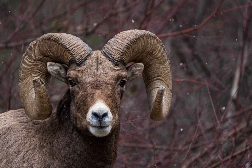 A close-up of a bighorn sheep with large, curved horns. 3