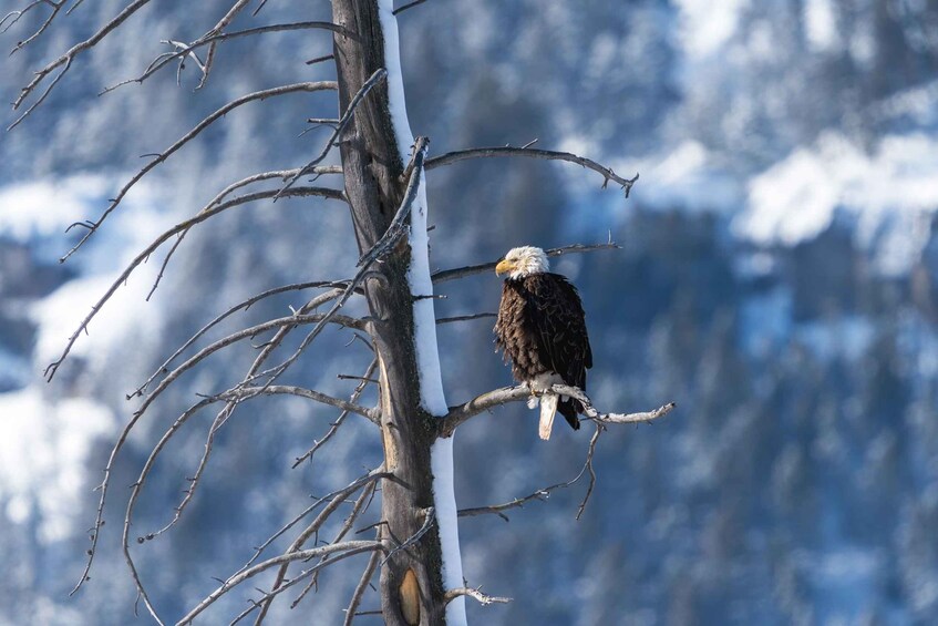 A bald eagle perched on a snow-covered tree branch with a mountainous background. 2