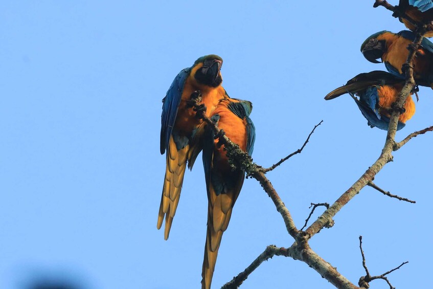 Two macaws perched on a branch against a clear blue sky. 1