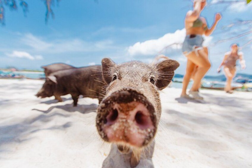 A pig's face in the foreground with a beach and people in the background. 1