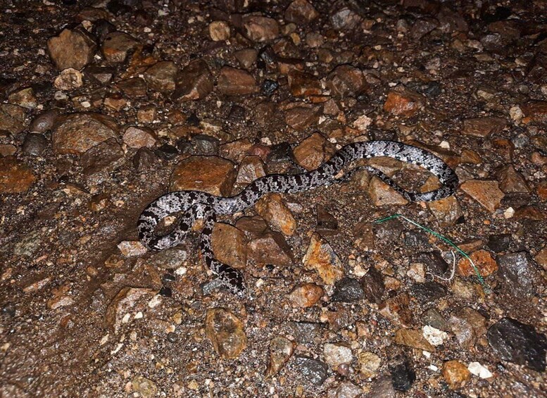 A snake on a rocky ground. 5